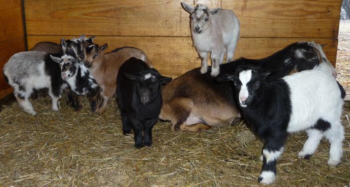 Timberhills Goats Main